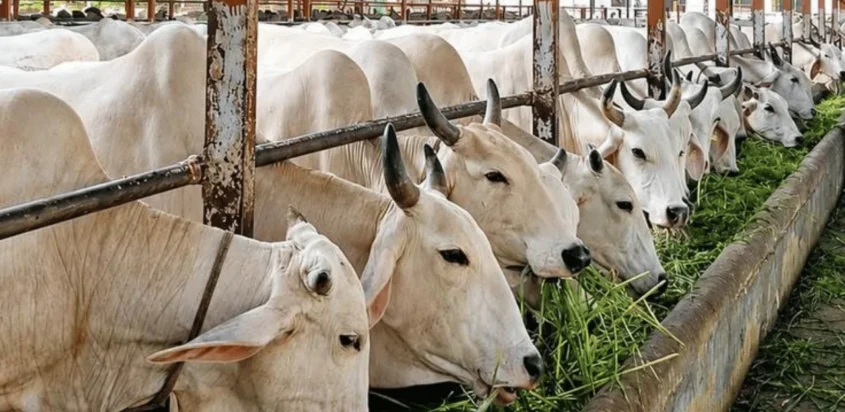 Responsible Livestock Care Begins with Everyday Awareness