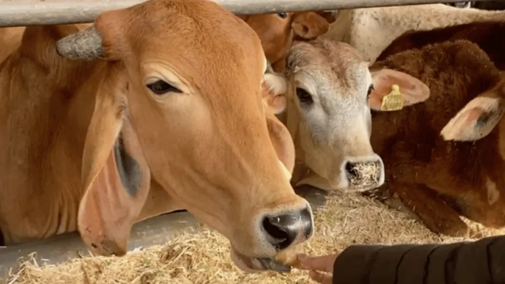 Healthy Livestock, Stronger Livelihoods