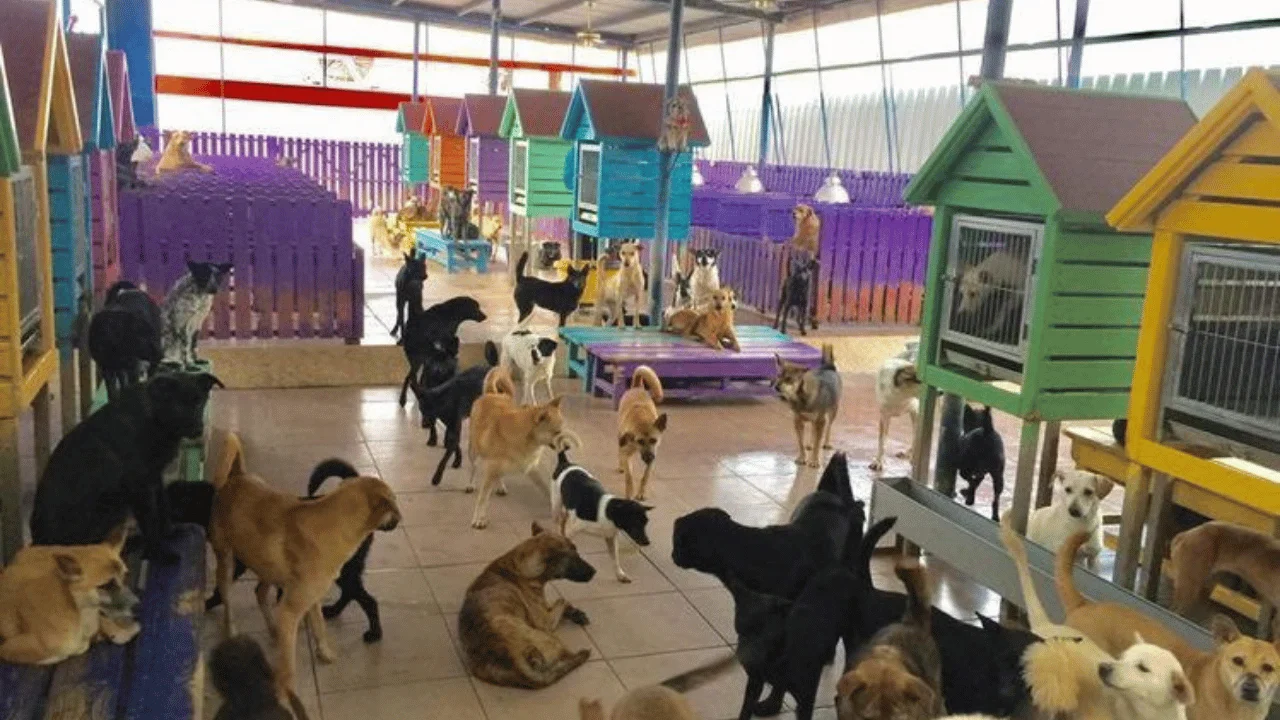 Safe Shelter for Animals