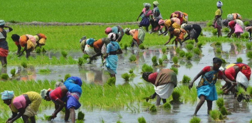 Stronger Farmer Knowledge Supports Sustainable Growth